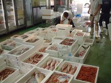 一年を通して、北陸の旬の食材を毎朝仕入れしております。
