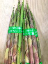 福井産　破竹